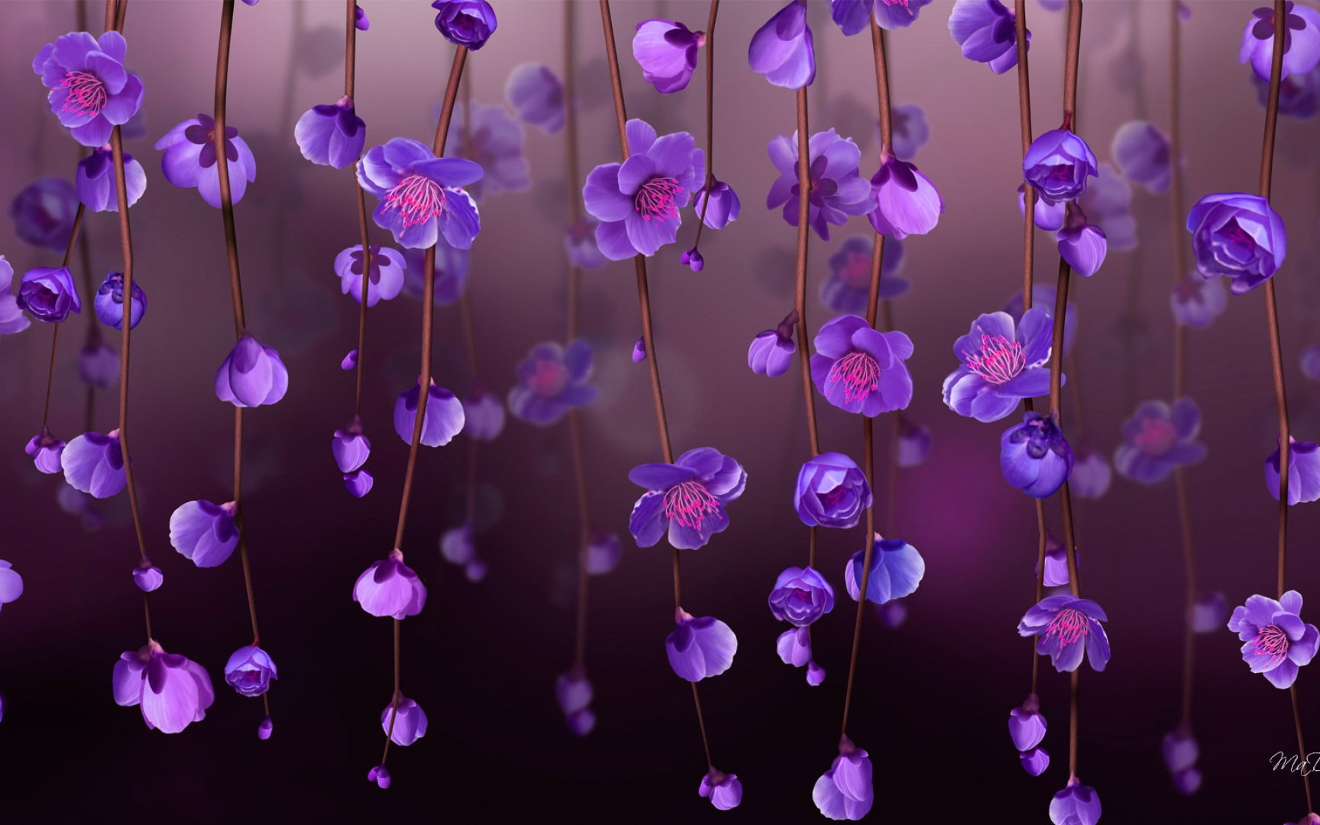 Purple Orchids