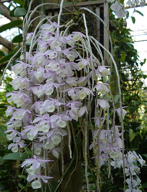 Hooded Pink Orchids