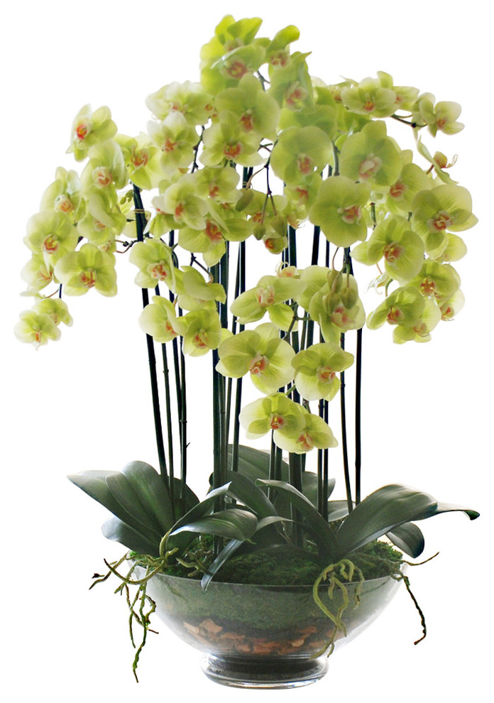 Green Orchids